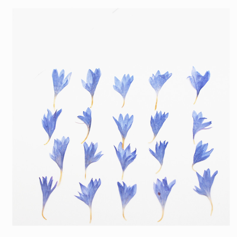 60pcs Mini Pressed Dried Flowe - огляд і ціна Resin Art Baby