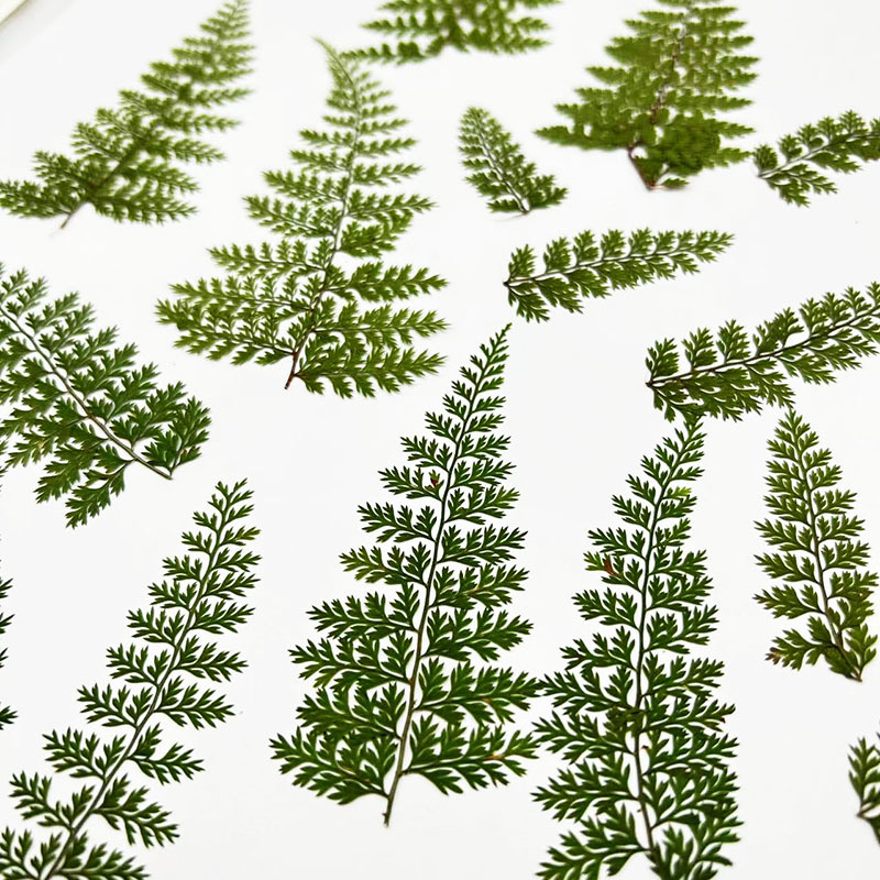 100Pcs Natural Rain Fern Leaf  - огляд і ціна Resin Art Baby