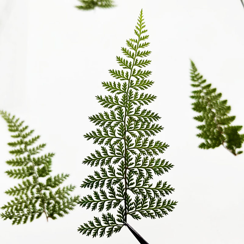 100Pcs Natural Rain Fern Leaf  - огляд і ціна Resin Art Baby